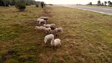 aerial: flying backwars away from curious grass grazing flock of sheep