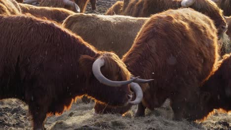 cinematic footage, beautiful horned highland cattle at sunrise on a frozen meadow, highland cow and calf, a heard of norwegian highland cattle graze in a rocky pasture