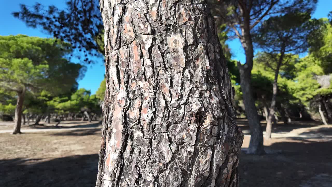 Slow motion footage of walking away from a tree bark