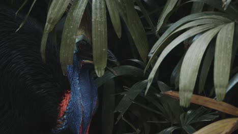 cryptic shot of cassowary behind green bushes in rainforest environment