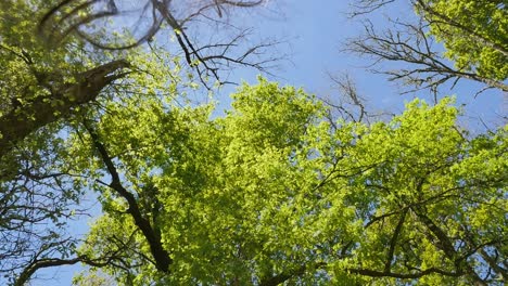 Low-angle-shot-of-crowns-of-green-trees-against-a-clear-blue-sky-with-light-breeze