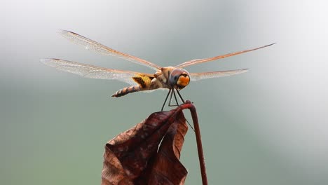 libélula esperando orar.