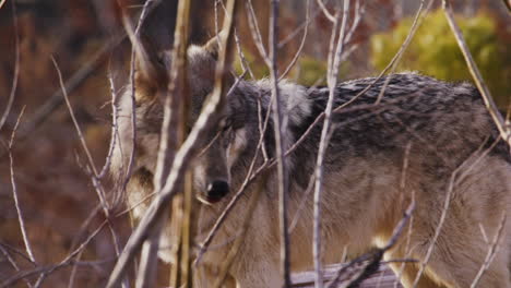 Wolf-seen-through-foreground-elements-in-the-woods