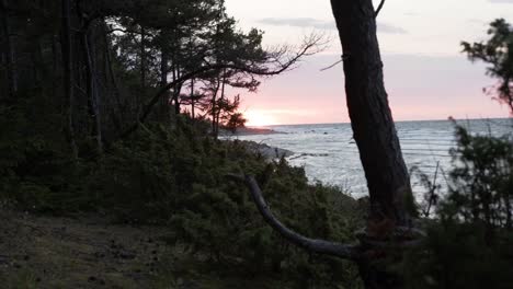 looking out from a pine and fir tree forest towards a shoreline with waves hitting the beach, sunset