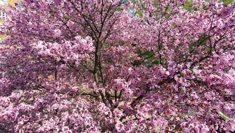 in a large park, a blooming plum with pink flowers