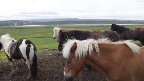 group of icelandic horses with gimbal video walking forward-1