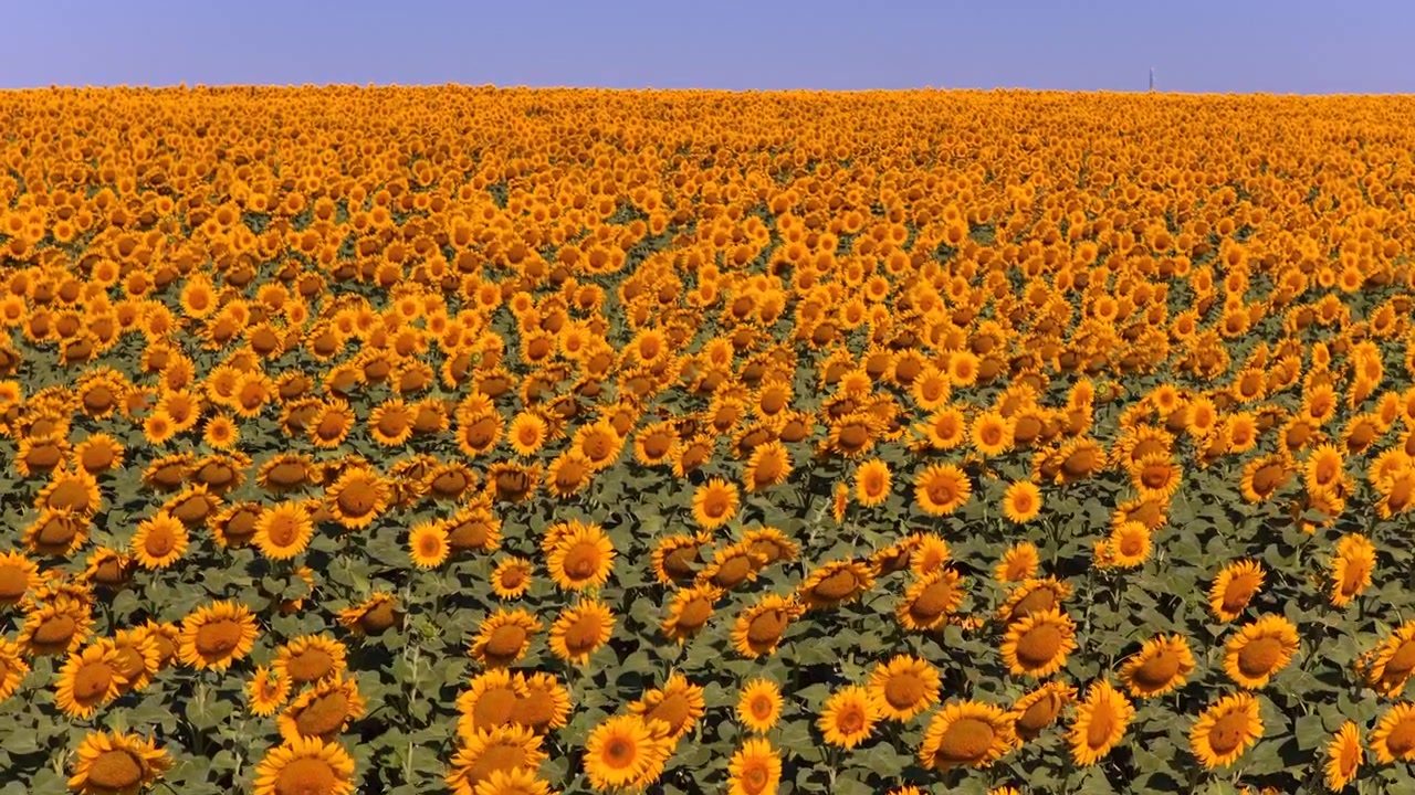 Vista aerea con drone di un vasto campo di girasoli che si estende all'orizzonte sotto un cielo azzurro e limpido, mostrando crescita e abbondanza. Moldova