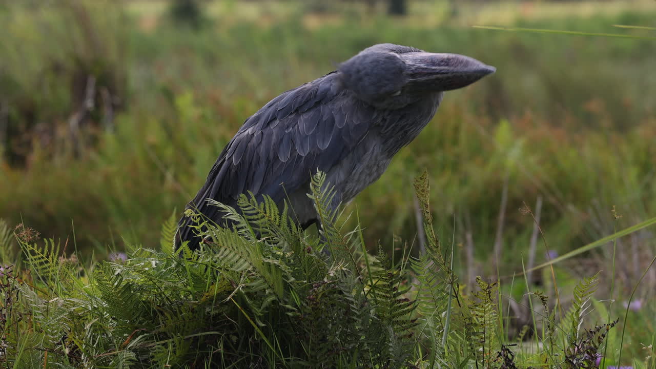 el escurridizo pájaro shoebill de pie en la hierba alta en un río en uganda