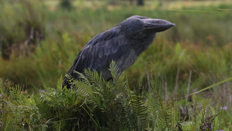 the elusive shoebill bird standing in tall grass on a river in uganda