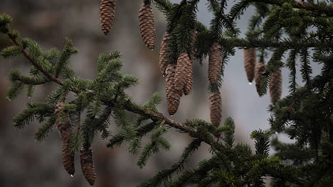 close up, small pine cones hanging from pine tree