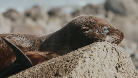 closeup of a new zealand fur seal pup on rock under the sunlight