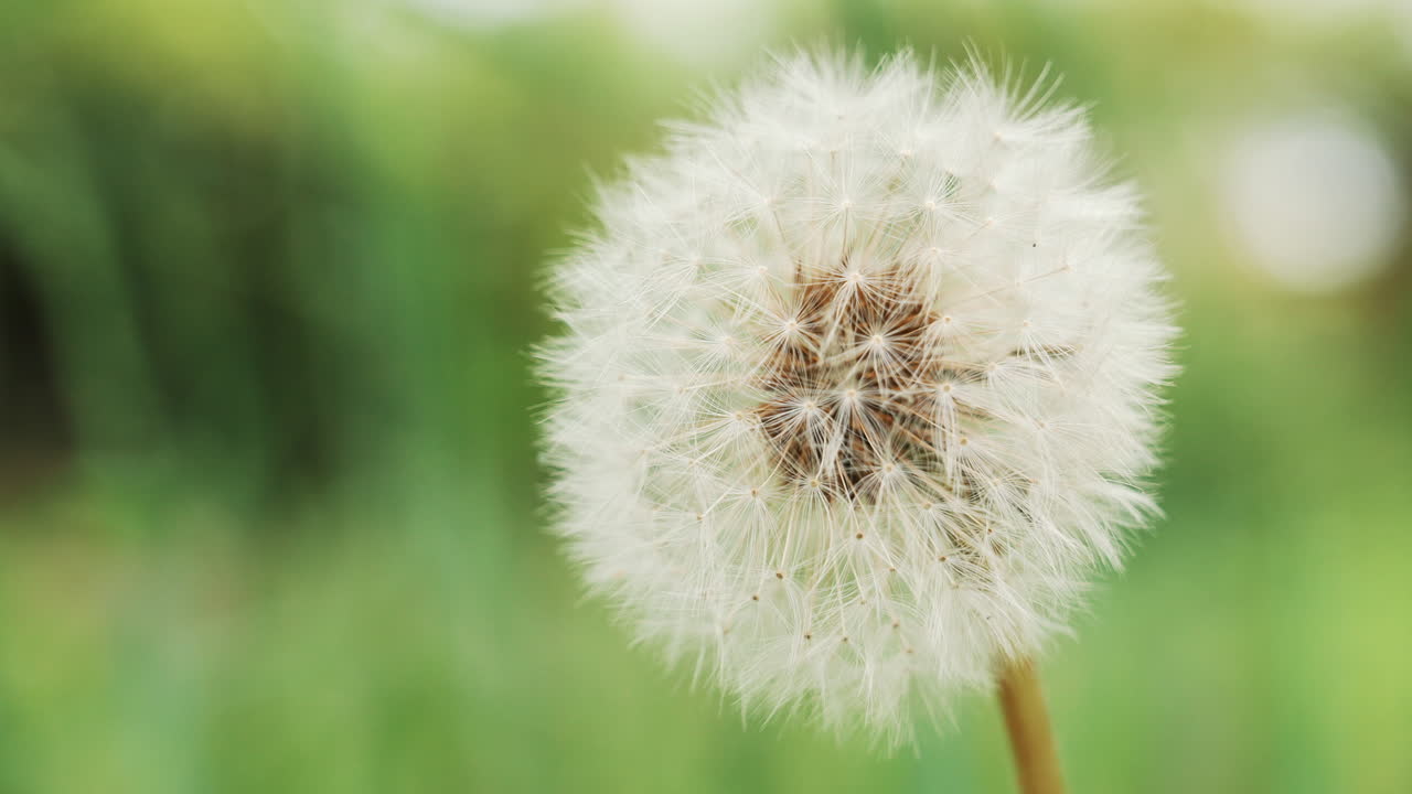 Close-up of a mature dandelion bloom with intricate details