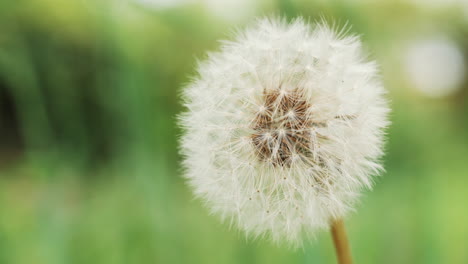 close-up of a mature dandelion bloom with intricate details