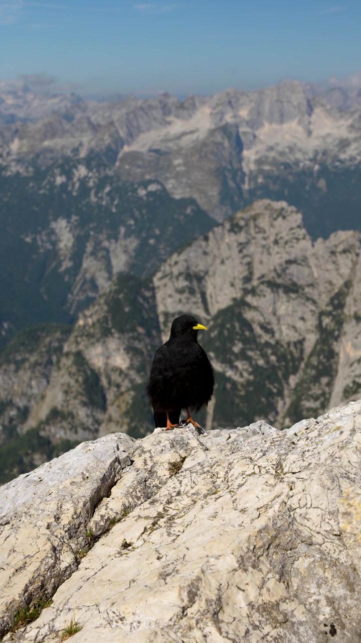 Gracchio alpino dal piumaggio nero corvino appollaiato su una vetta rocciosa nelle Alpi Giulie