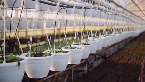 close-up of pots and seedlings in a professional greenhouse