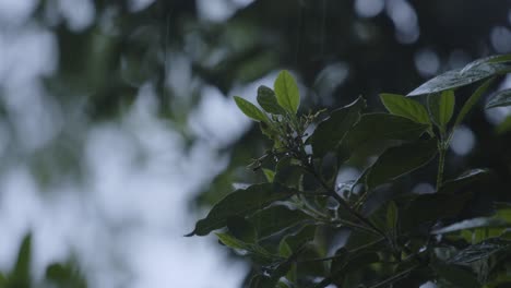Heavy-rainfall-on-green-tree-leaves-on-dark-moody-day,-handheld-view
