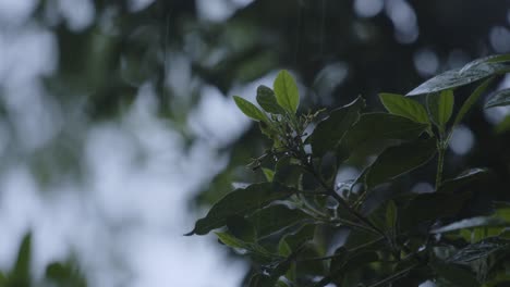 heavy rainfall on green tree leaves on dark moody day, handheld view