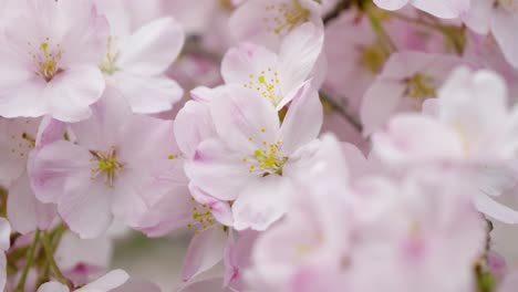 close up over yoshino cherry blossom trees in slow motion
