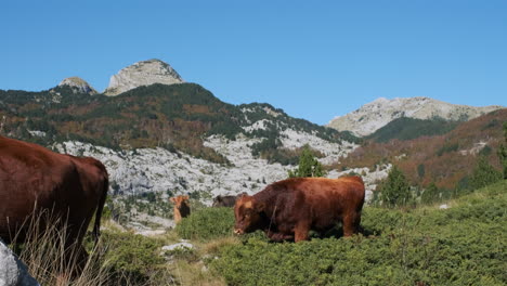 cows in the mountains grazing