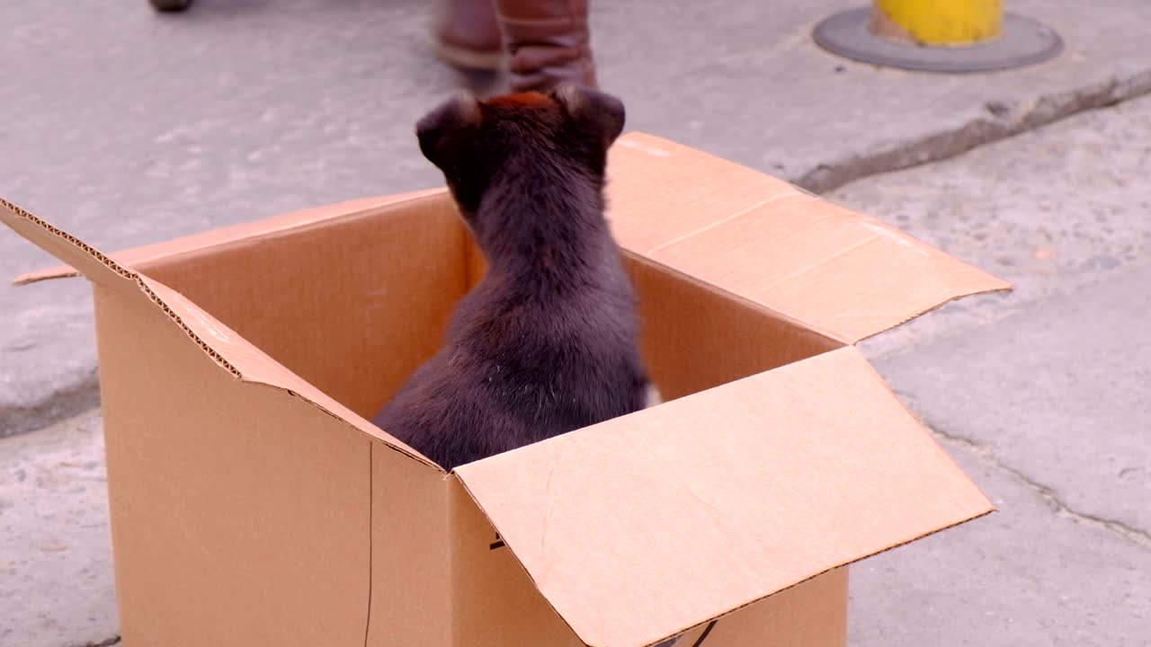 perro cachorro a la venta: pequeño perro mira a la gente