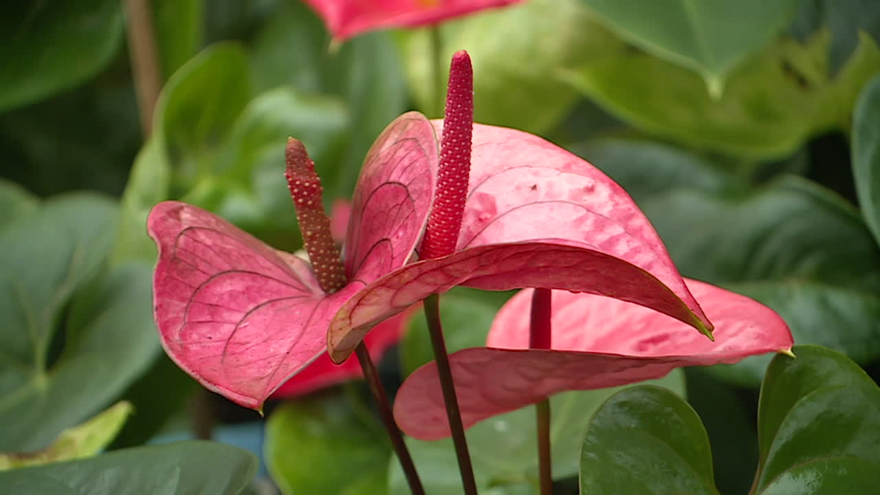 Pink Anthurium Flower