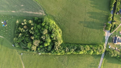 Overhead-Rotierende-Antenne-4K-Aufnahme-Eines-Baumhains-In-Form-Eines-Fächerhandschuhs-Auf-Einem-Grünen-Feld-Neben-Einer-Straße-Und-Häusern-In-Dolní-Morava,-Tschechische-Republik