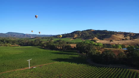 Una-Antena-Alta-Sobre-Hileras-De-Viñedos-En-El-Condado-De-Sonoma,-En-El-Norte-De-California,-Con-Globos-De-Aire-Caliente-En-La-Distancia