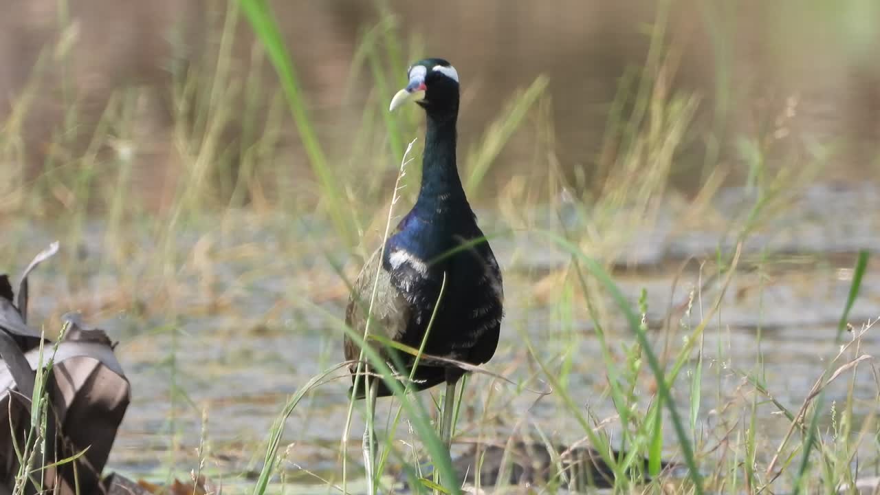 gallina de agua de pecho blanco - relajándose en el área del estanque