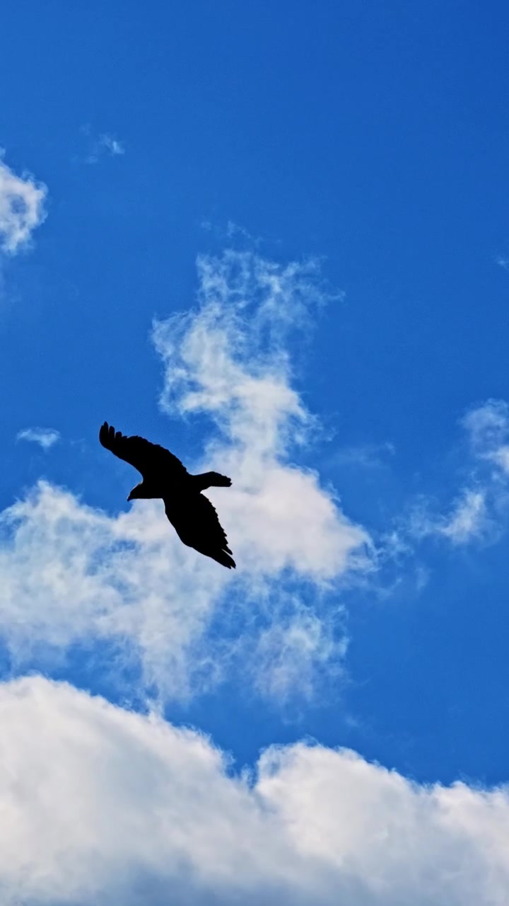 Low angle view of large bird of prey soaring through blue sky with white clouds. Vertical format, copy space