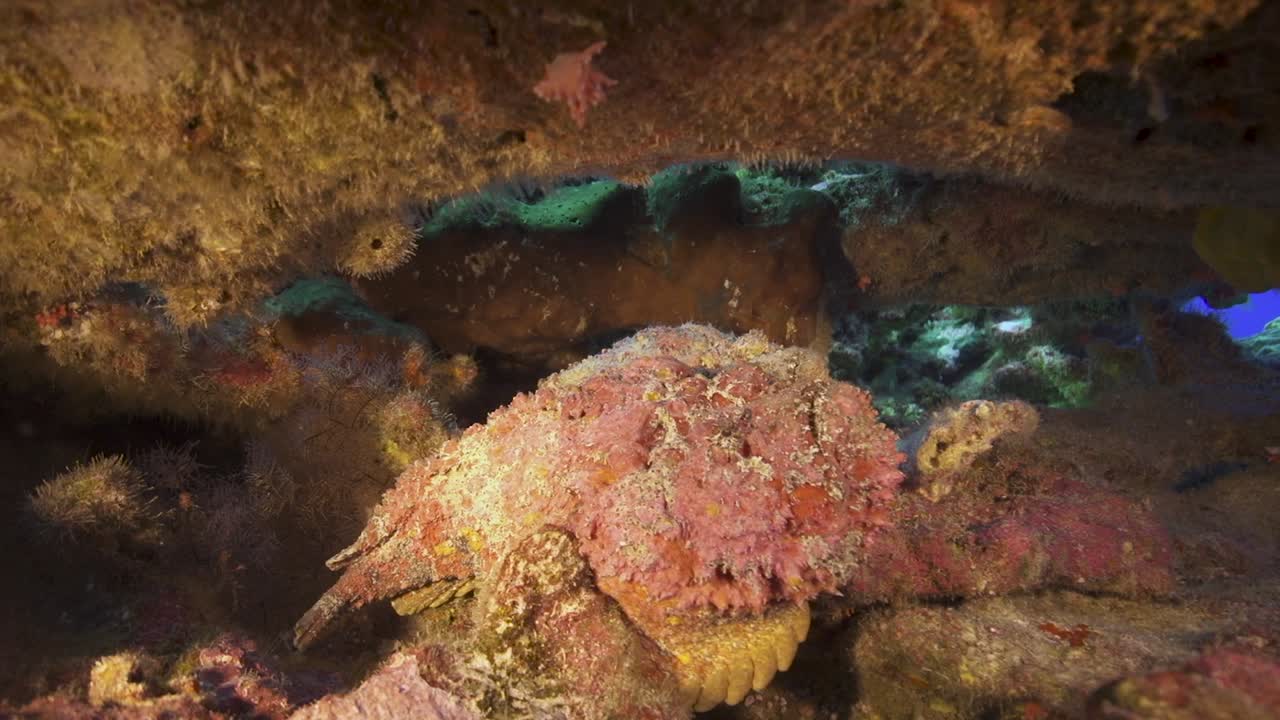 먹이를 기다리는 열대 산호초의 석어