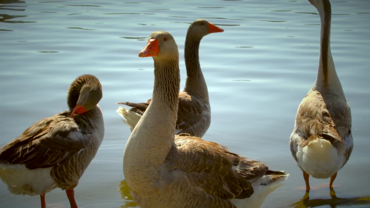 un grupo de gansos en el lago