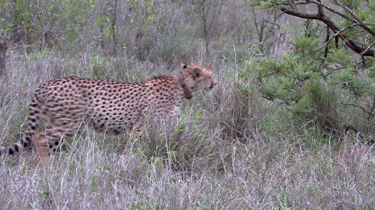 Cheetah brothers moving together through the Savannah