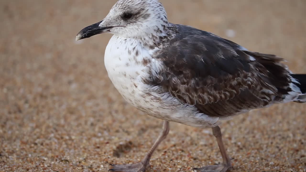 Close up of a seagull walking on the sand at the beach