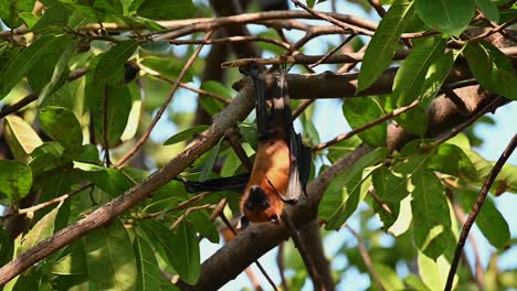 Lyle&#39;s-Flying-Fox-Oder-Pteropus-Lyleior,-Starrt-Nach-Unten-Und-Bewegt-Seinen-Kopf-Nach-Rechts-Und-Blickt-Mit-Blättern-Und-Zweigen-Als-Hintergrund-Nach-Oben