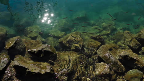 Segeln-Kleiner-Fische-Im-Meer-Am-Yachthafen-In-Der-Nähe-Der-Steinigen-Küste-Und-Die-Sonne,-Die-Sich-Auf-Der-Meeresoberfläche-Widerspiegelt-Und-In-Zeitlupe-Strahlen-Auf-Der-Oberfläche-Bildet