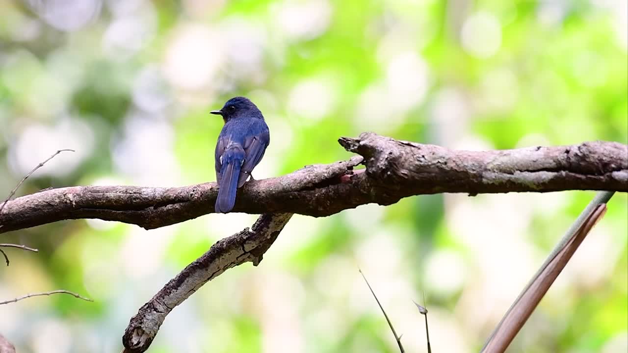 el papamoscas azul de la colina se encuentra en un hábitat de gran altura, tiene plumas azules y un pecho anaranjado para el macho, mientras que la hembra es de color marrón canela pálido y también con un pecho anaranjado en transición