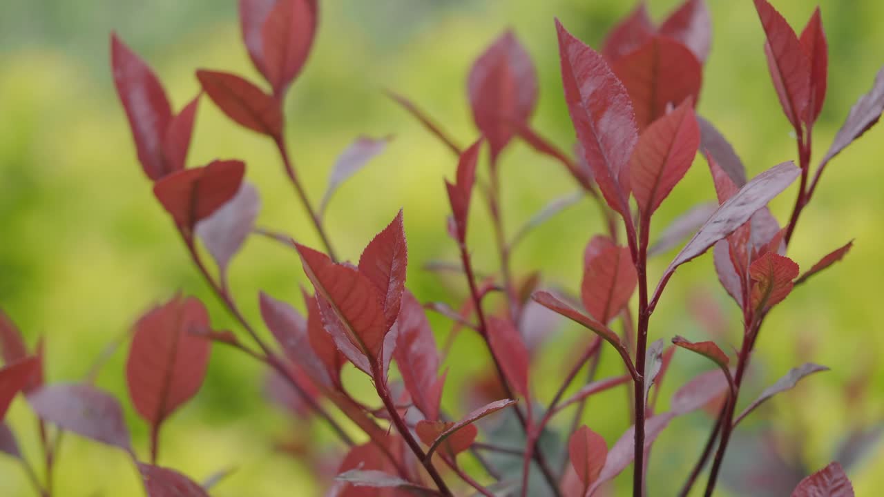 Close-up of Red Leaves on a Bush