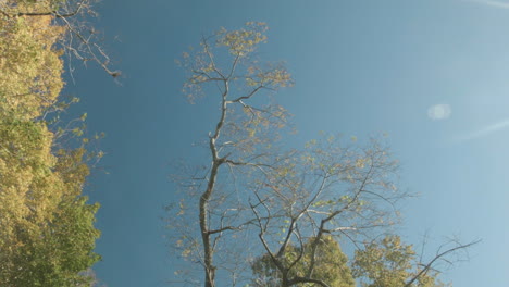 Hoher-Baum-Vor-Blauem-Himmel-Im-Herbst