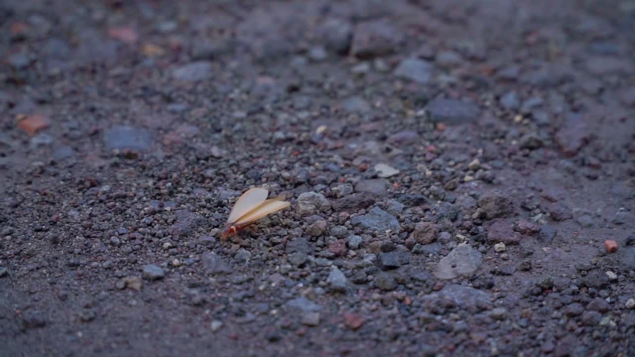 Winged termite or flying ant or laron walking on the ground