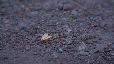 winged termite or flying ant or laron walking on the ground