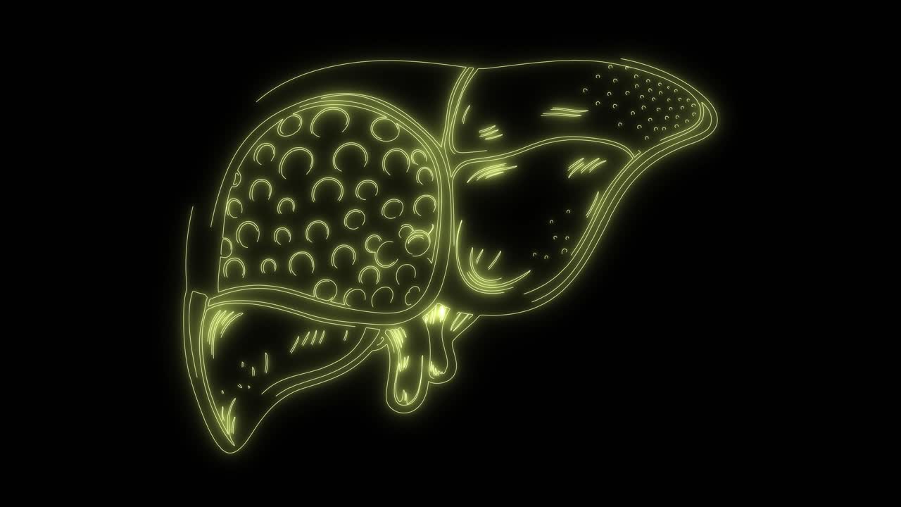 Glowing Neon Outline Animation of Human Liver Organ
