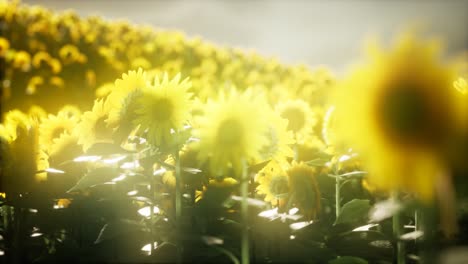 sunflower field on a warm summer evening