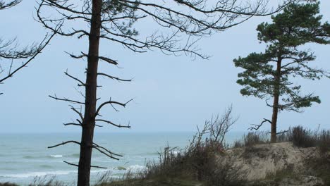 Vista-Idílica-De-La-Costa-Del-Mar-Báltico,-Dunas-Escarpadas-De-La-Costa-Dañadas-Por-Las-Olas,-Playa-De-Arena-Blanca,-Pinos-De-Bosques-Nórdicos-En-Primer-Plano,-Erosión-Costera,-Cambios-Climáticos,-Día-Nublado,-Plano-Medio