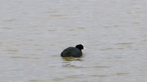 pájaro acuático en aguas tranquilas de llanura de inundación, pájaros acuáticos disfrutando del paisaje húmedo de invierno en el reino unido
