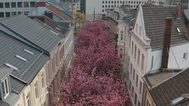 Drone - Aerial shot of the Kirschbluete Cherry Blossom in the city in the Heerstraße Heerstreet Breitestraße Bonn Tourism 30p