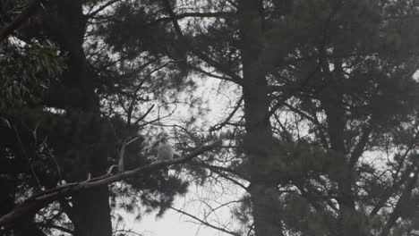 Wide-shot-on-a-Kookaburra-bird-on-a-tree-in-Australia-with-some-mist-and-fog