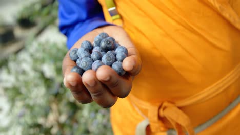 worker holding blueberries in hand 4k