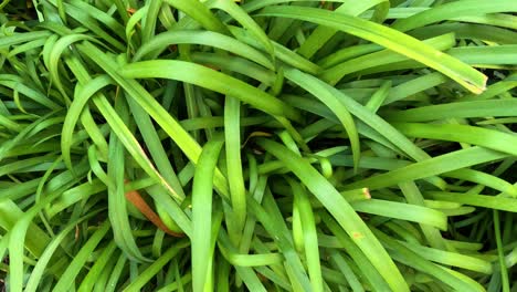 primer plano del denso follaje verde en el jardín de melbourne