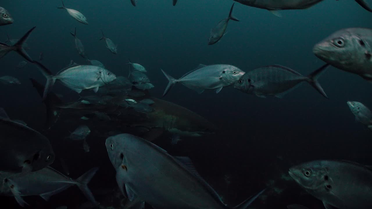 Great White Shark Carcharodon carcharias Neptune Islands South Australia 4k slow motion 50fps