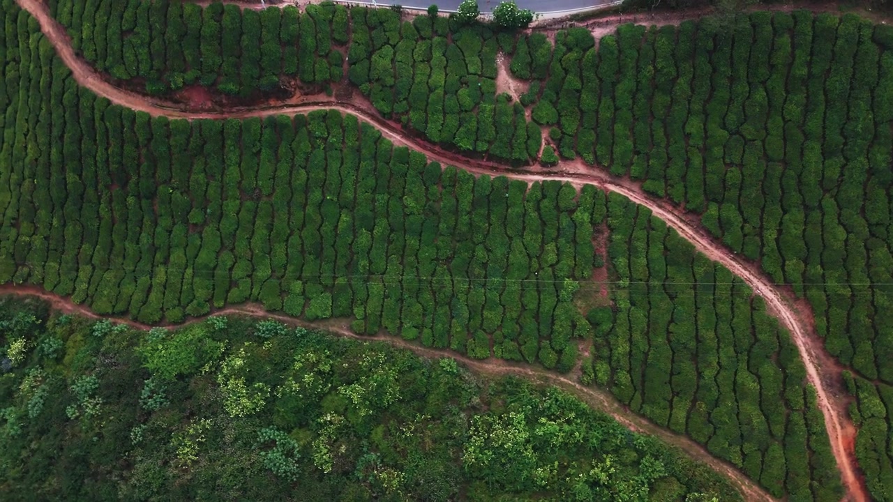 Aerial Top down shot rotating over green tea plantation in Munnar India